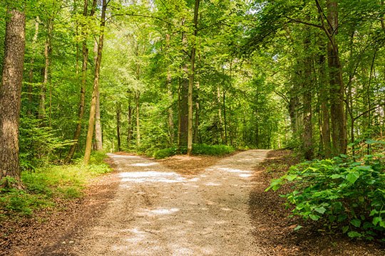 The bifurcation of the forest path symbolizes flexible storage by manufacturer independence.