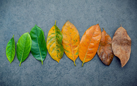 Die unterschiedlichen Farben der Blätter stehen für deren Lebenszyklus. Auch Daten unterliegen einem solchen. Mit Information Lifecycle Management können sie entsprechend aufbewahrt werden. 